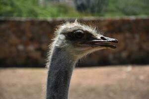 perfil de un avestruz con su pico abierto foto