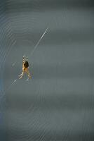 Spider Waiting Patiently in the Center of a Web photo