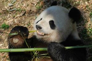 linda panda oso con muy agudo dientes comiendo bambú foto