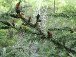 Spider Webs in an Evergreen Tree photo
