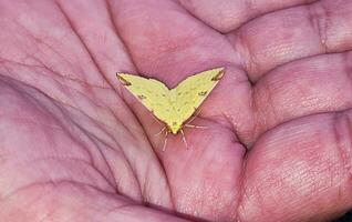 hermosa amarillo bebé polilla mariposa foto