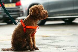 Cute Pet Dog is Posing in a Local Public Park of London city of England Great Britain UK, May 23rd, 2023 photo