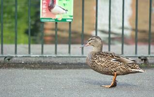 Cute Water Bird at Local Public Park's Lake of Bedford City of England Great Britain, UK. Image Was Captured on April 22nd, 2023 photo