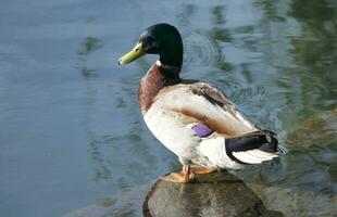 Cute Water Bird at Local Public Park's Lake of Bedford City of England Great Britain, UK. Image Was Captured on April 22nd, 2023 photo