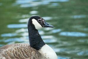 Cute Water Bird at Local Public Park's Lake of Bedford City of England Great Britain, UK. Image Was Captured on April 22nd, 2023 photo