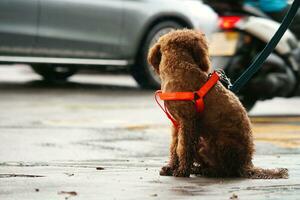 linda mascota perro es posando en un local público parque de Londres ciudad de Inglaterra genial Bretaña Reino Unido, mayo 23, 2023 foto