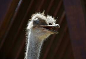 Feathers Sticking Up From the Head of an Ostrich photo