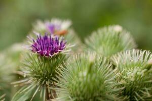 summer purple thistle flower among greenery in a wild meadow, photo