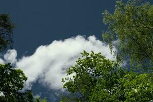 green branches of trees against the backdrop of the summer blue sky and white clouds photo