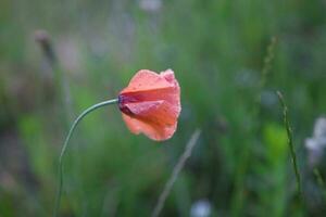 red delicate summer poppy on green meadow background photo