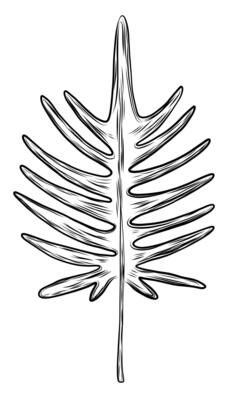 Philodendron leaf in sketch style
