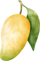 Aquarell Mango Illustration png