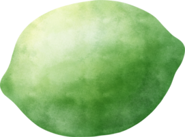 Watercolor Lime illustration png