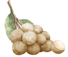 aguarela longan ilustração png