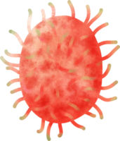 Aquarell Rambutan Illustration png