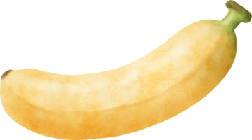 aquarelle banane illustration png