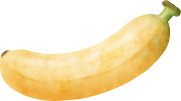 Watercolor banana illustration png