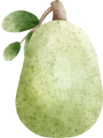 waterverf jackfruit illustratie png