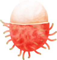 vattenfärg rambutan illustration png