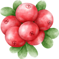 Aquarell Cranberry Illustration png