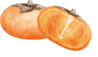 Watercolor Persimmon illustration png