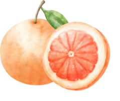 Watercolor Grapefruit illustration png