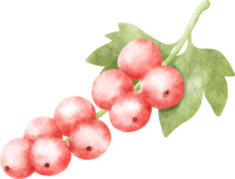 Watercolor Redcurrant illustration png