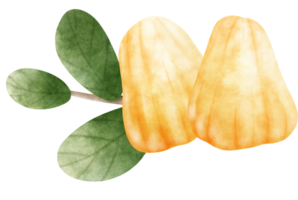 Watercolor Jackfruit illustration png