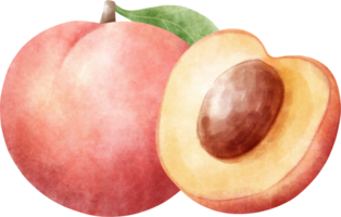 Watercolor Nectarine illustration png