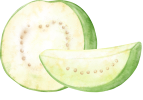 vattenfärg guava illustration png