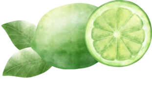 aquarelle citron vert illustration png