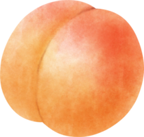 Watercolor Apricot illustration png