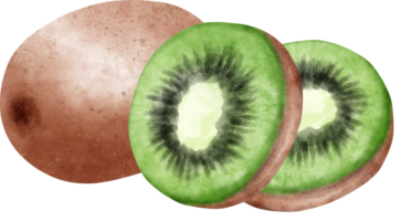 Watercolor Kiwi illustration png