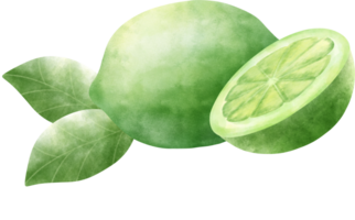 acquerello lime illustrazione png