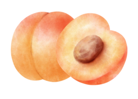 Watercolor Apricot illustration png