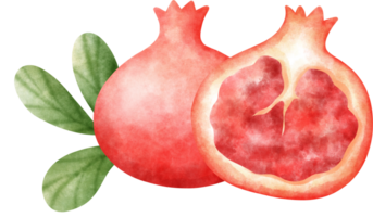 Aquarell Granatapfel Illustration png