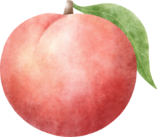 aquarelle nectarine illustration png