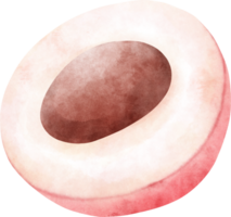 waterverf lychee illustratie png