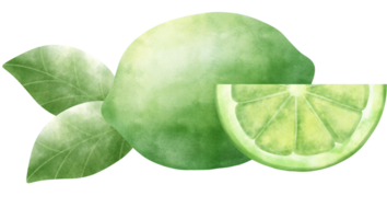 Watercolor Lime illustration png