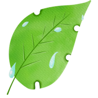 green leaf on a white background png