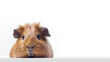 Focus on the nose of an isolated cute guinea pig on white background. silhouette concept photo