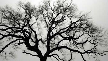 Detailed view of a tree silhouette in black and white photo