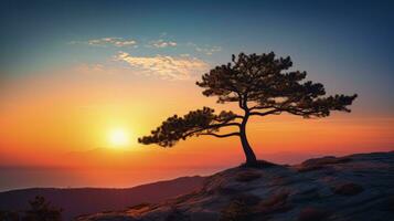 Sunset silhouette of a pine tree photo