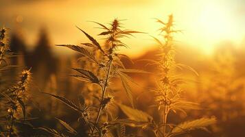 Sunset close up of a field weed. silhouette concept photo