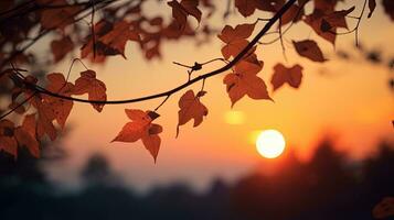 Silhouette shadows of tree leaves in front of a sunset sky with shallow depth of field photo
