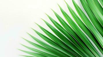 Closeup of palm leaf on white background. silhouette concept photo