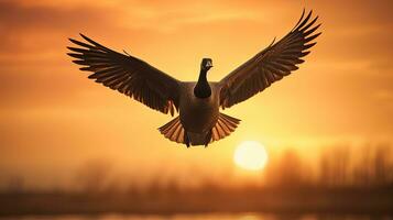 Warm background Canadian Goose flying silhouette photo