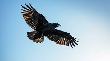 Lonely black bird flying in the sky. silhouette concept photo