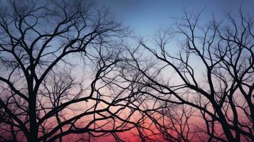 Outline of trees and branches on the sky. silhouette concept photo