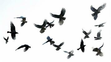 Group of white birds on a backdrop. silhouette concept photo